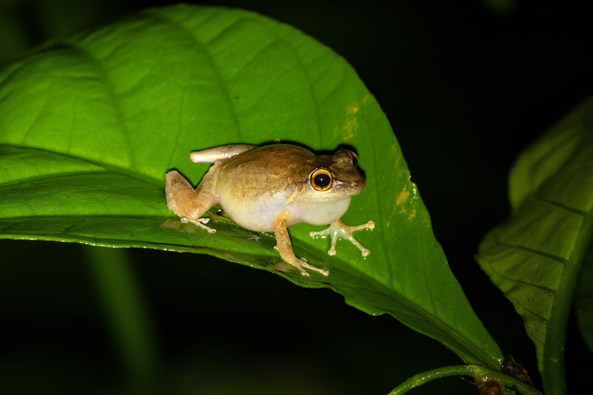 A coquí frog (Eleutherodactylus coqui) perched on a green leaf at night