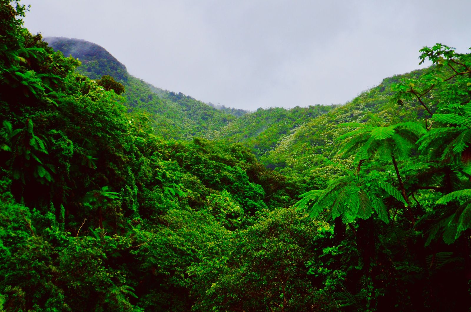 El Yunque rainforest in fog