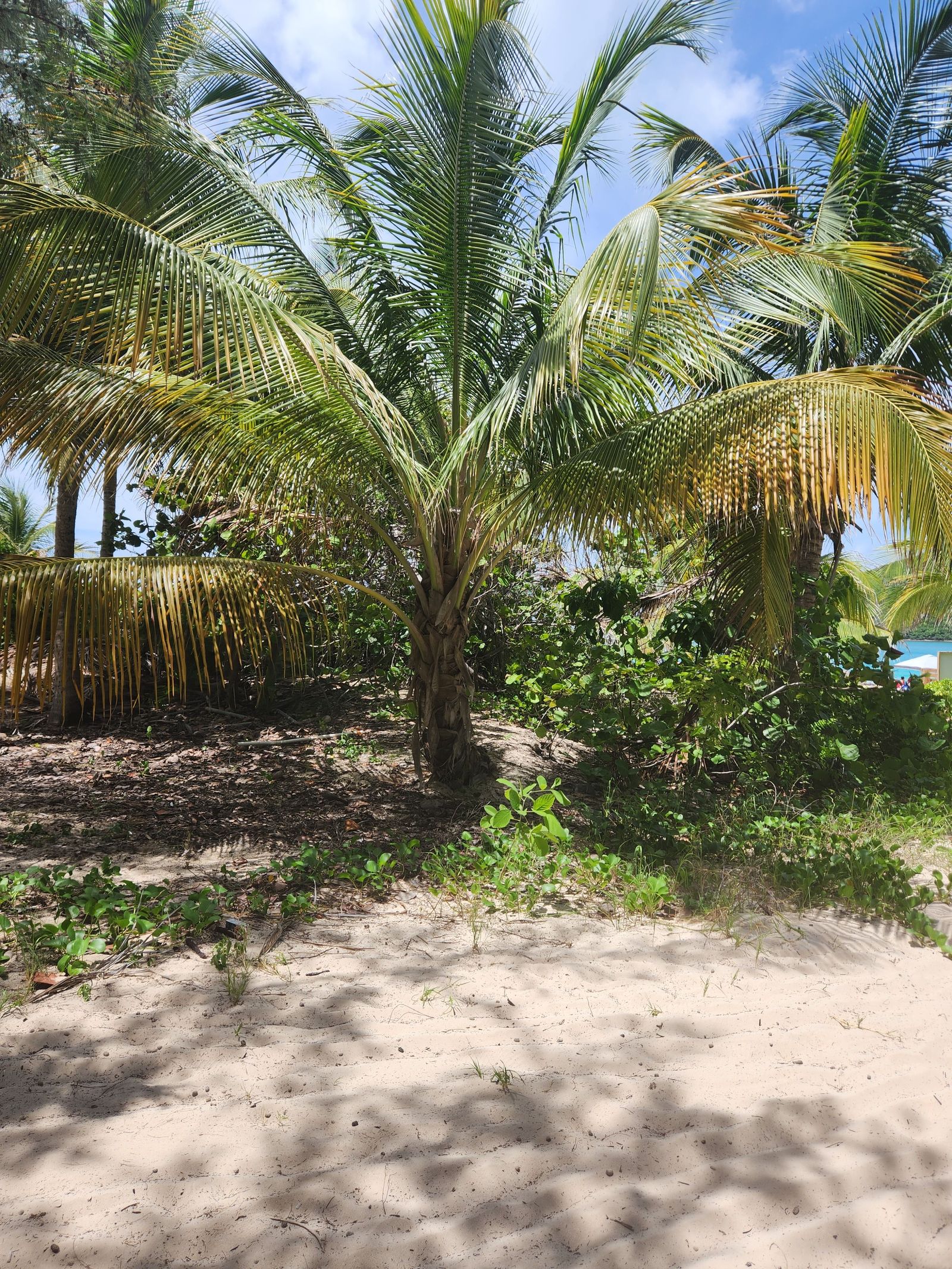 Palms at Flamenco Beach