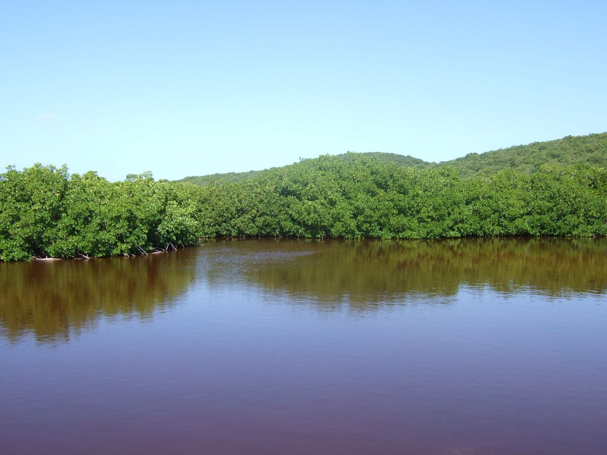 A calm water channel bordered by a dense red mangrove forest in Fajardo, Puerto Rico