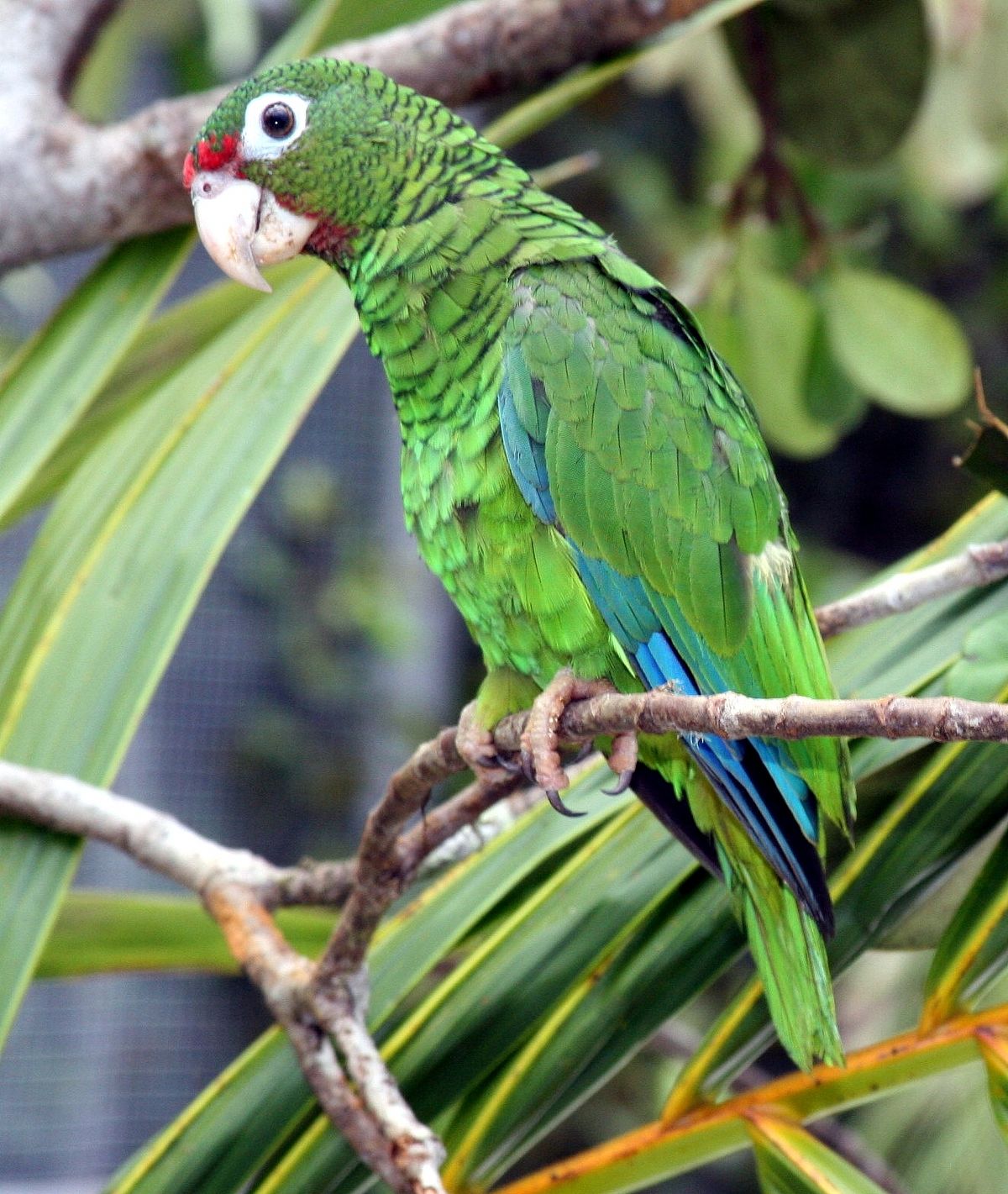 A Puerto Rican Amazon parrot (Amazona vittata) perched on a branch